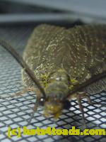 /home//u458753944/public_html/sourcegallery//////////////////////Insects and small critters/fishflies and dobsonflies (Megaloptera)/P1070795.JPG
